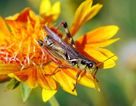 Image of a red-legged grasshopper.