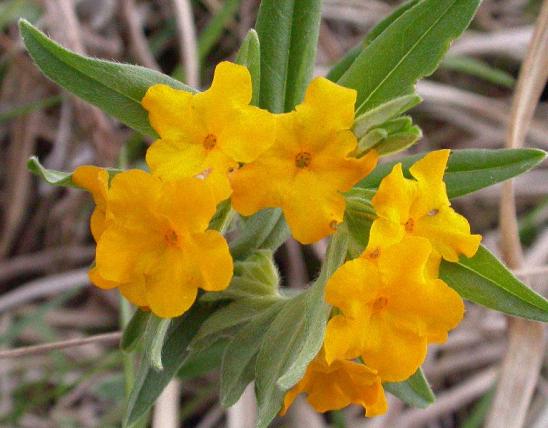 Photo of hoary puccoon closeup of flower cluster