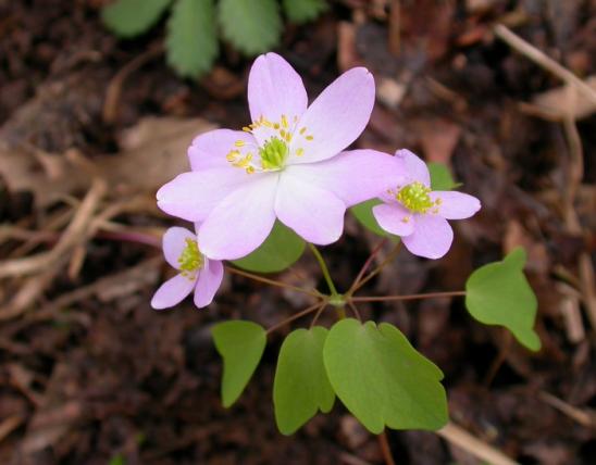 Photo of rue anemone plant with flowers