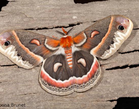 Image of a Cecropia moth.