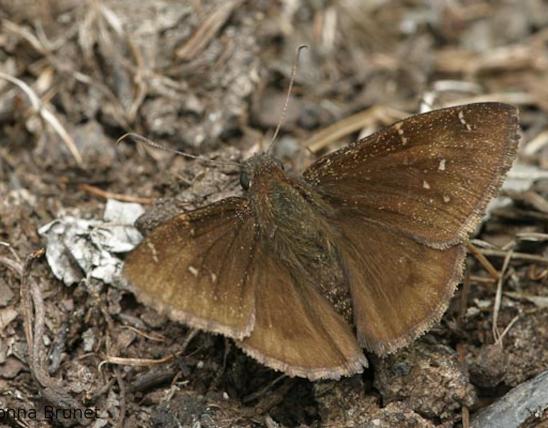 Photo of a Northern Cloudywing