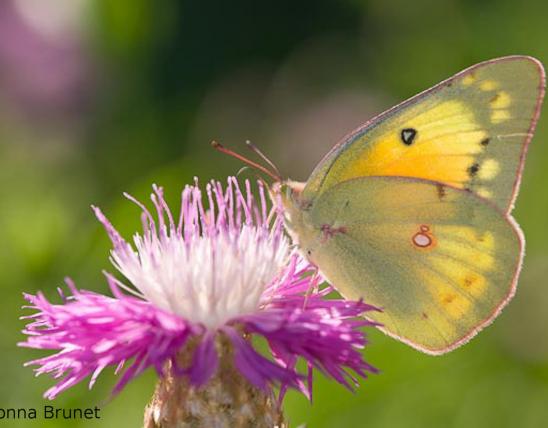 Photo of an Orange Sulphur taking nectar from a flower