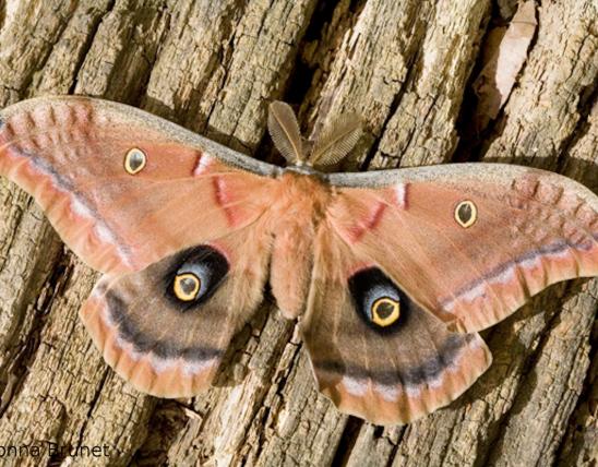 Photo of a Polyphemus Moth