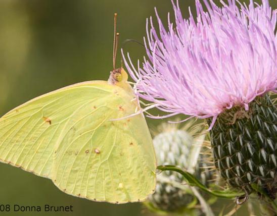photo of a Cloudless Sulphur nectaring on a thistle