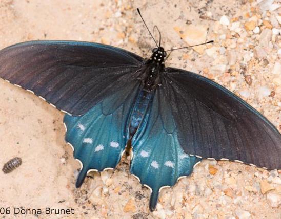Photo of a Pipevine Swallowtail, Wings Spread