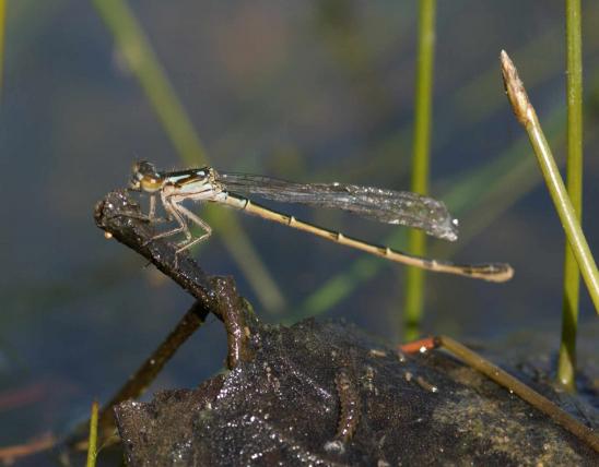 Photo of an adult damselfly on a twig next to water.