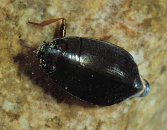 Photo of a whirligig beetle viewed from above