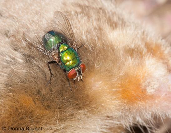 image of greenbottle fly on carcass