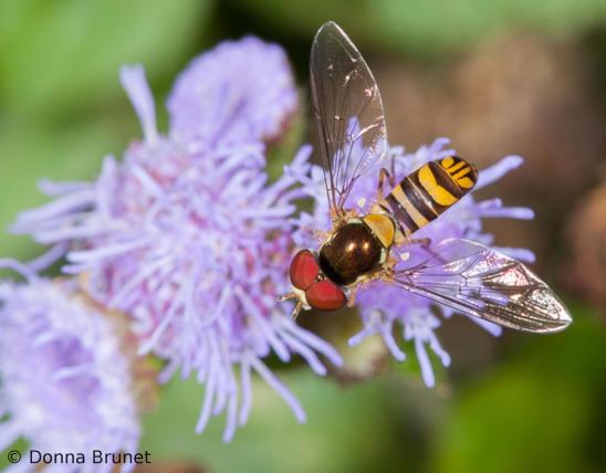 image of a Flower Fly on a flower