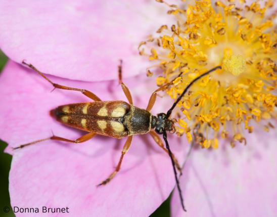 Banded longhorn beetle on a wild rose