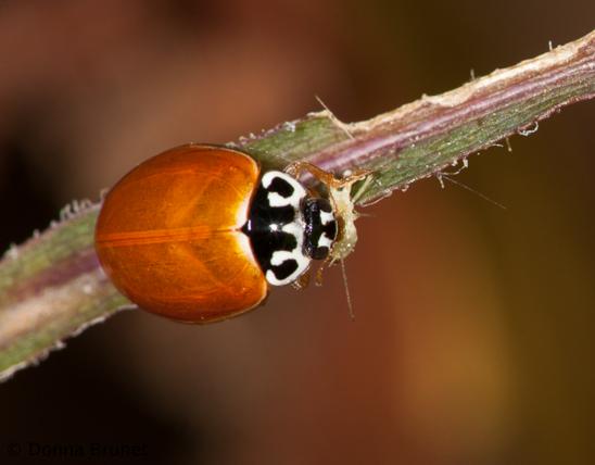 Polished lady beetle crawling on a twig