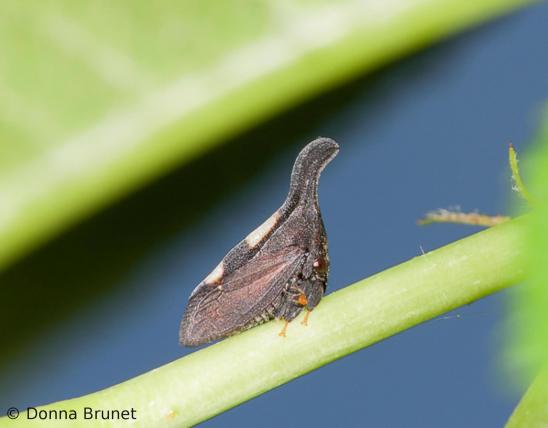 Two-marked treehopper clinging to a stem