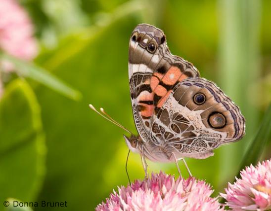 Photo of an American lady butterfly, wings folded.