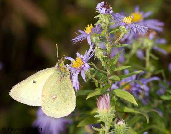 image of a Clouded Sulphur on a wildflower