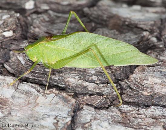 Lesser angle-winged katydid resting on the ground