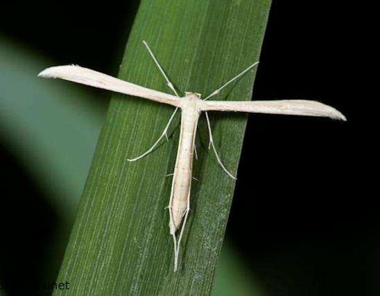 image of Plume Moth on blade of grass