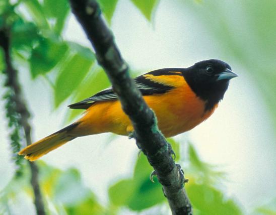 Photo of male Baltimore oriole perched on branch