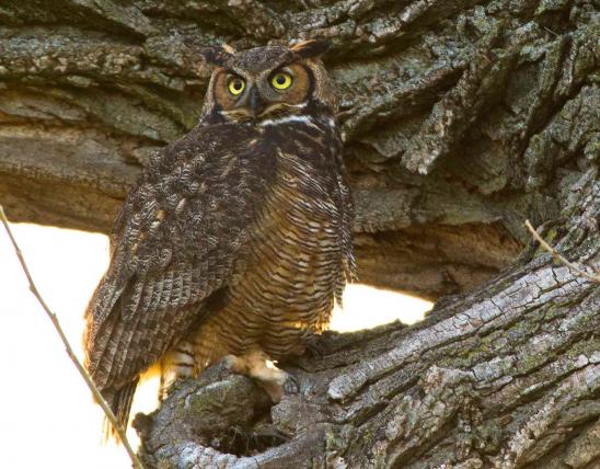 Photo of a great horned owl on a tree branch