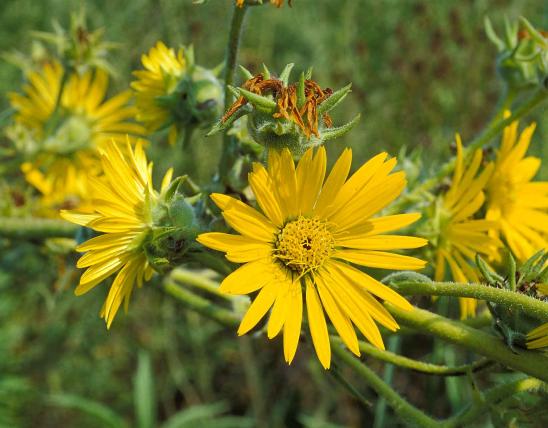 Photo of compass plant flowers