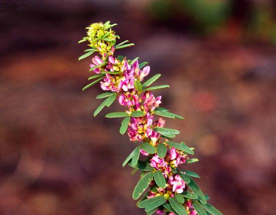 Photo of slender bush clover flowers