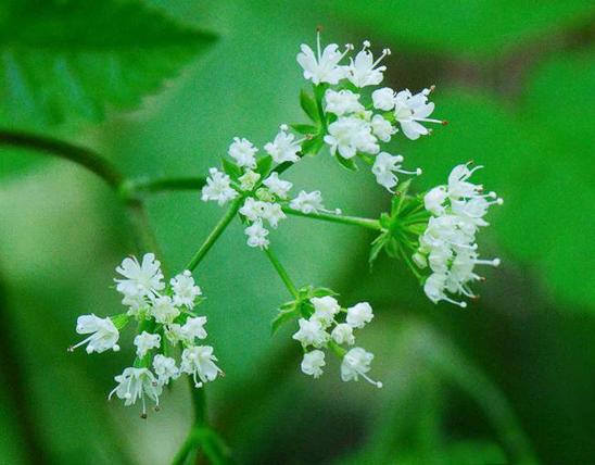 Photo of woolly sweet cicely flower clusters