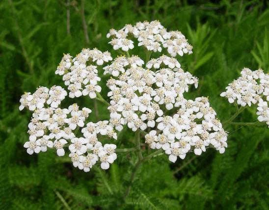 Photo of yarrow or common milfoil flower cluster