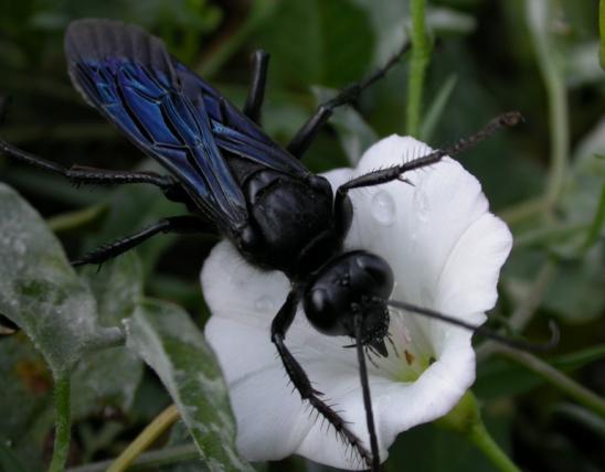 Photo of a great black wasp on a bindweed flower