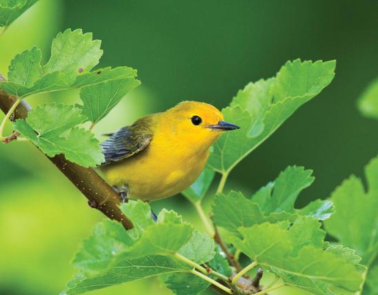 Photo of a prothonotary warbler perched on a small branch.