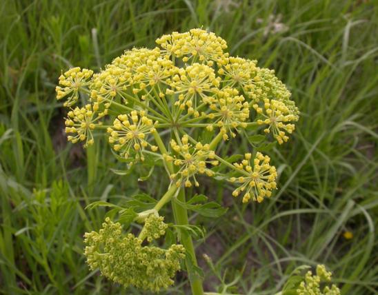 Photo of prairie parsley flower cluster.