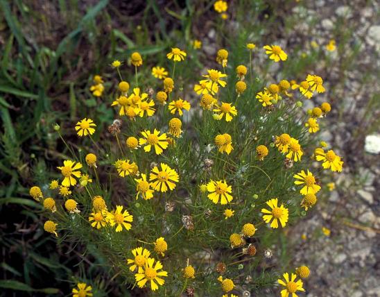 Photo of blooming bitterweed plant shown from top.