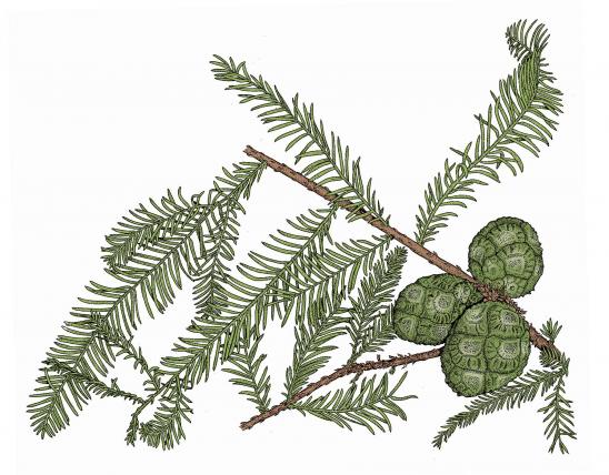 Illustration of bald cypress leaves and cones.