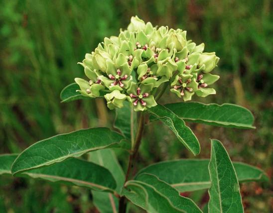 Photo of green-flowered milkweed showing flowers and leaves.
