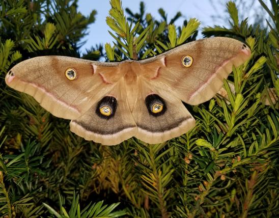 Polyphemus Moth, Belton MO