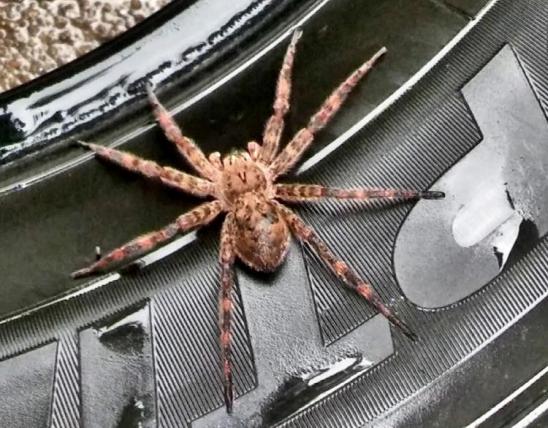 Photo of a dark fishing spider standing on a rubber tire.