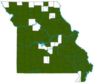 Common Nighthawk Distribution Map