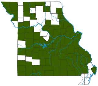 Louisiana Waterthrush Distribution Map