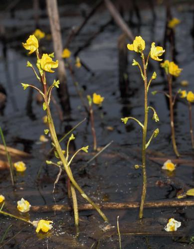Several blooming flower stalks of common bladderwort rising from shallow water