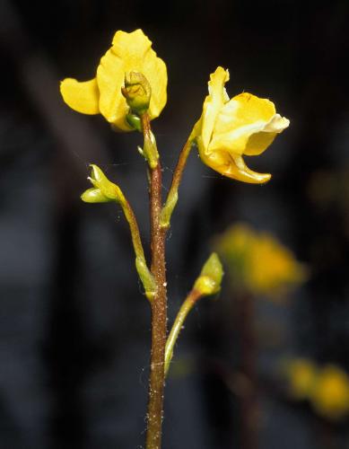 Common bladderwort flower stalk with two blooming flowers and two buds