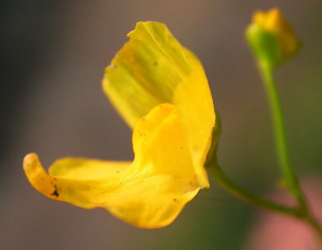 Humped bladderwort viewed from side with spur in focus