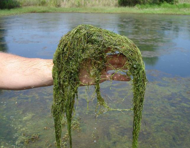 Big mass of humped bladderwort foliage being hoisted by a person’s arm well out of water
