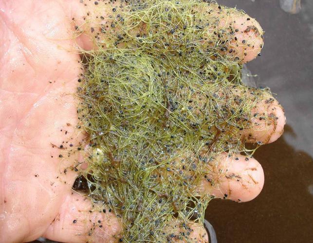 Humped bladderwort foliage mass being held out of water in a person’s hand