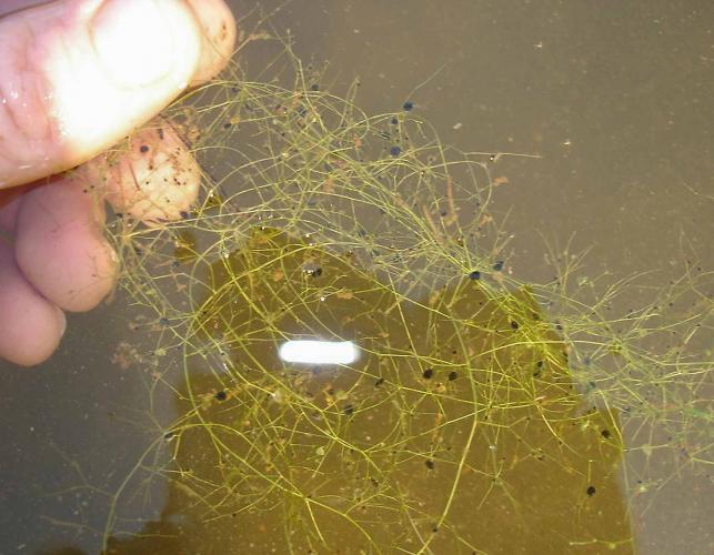 A portion of humped bladderwort foliage held just under water surface by a person’s hand