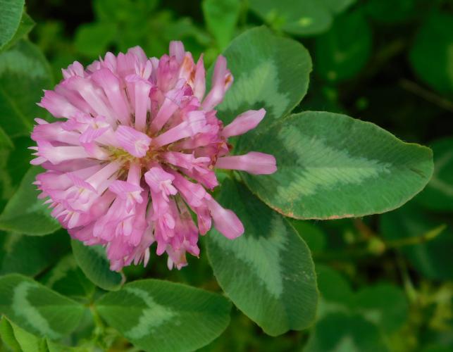 Red clover flower head and nearby leaf viewed from above