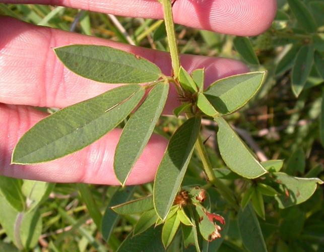 Round-headed bush clover stalk held in a hand and positioned to show trifoliate leaf