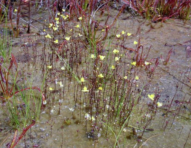 Blooming slender bladderwort colony growing from very shallow water covered mud