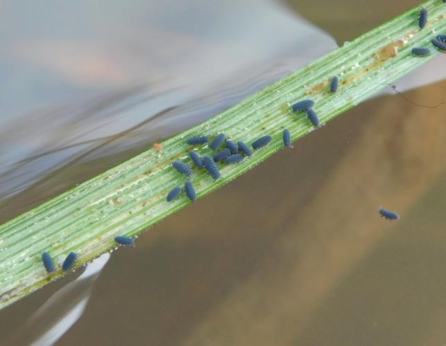 Several water springtails perched on a grass leaf floating on water