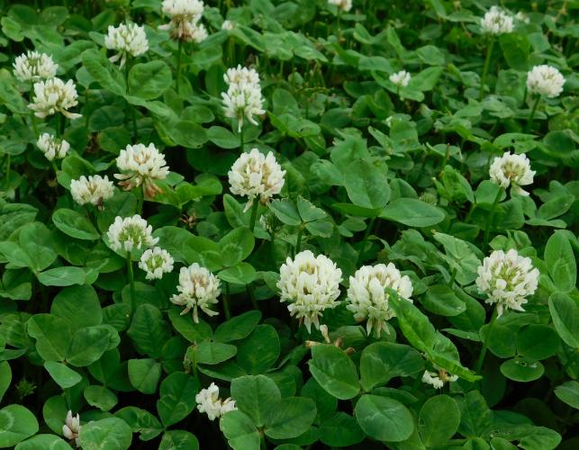 White clover colony growing along a roadside