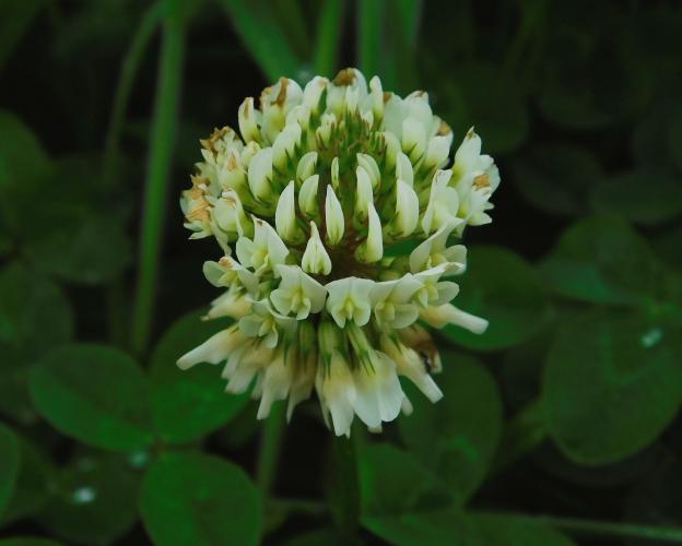 White clover flowerhead with several lower, spent florets drooping