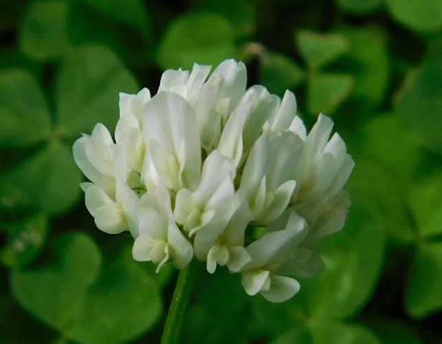 Closeup of a white clover flower head showing pea-shaped florets
