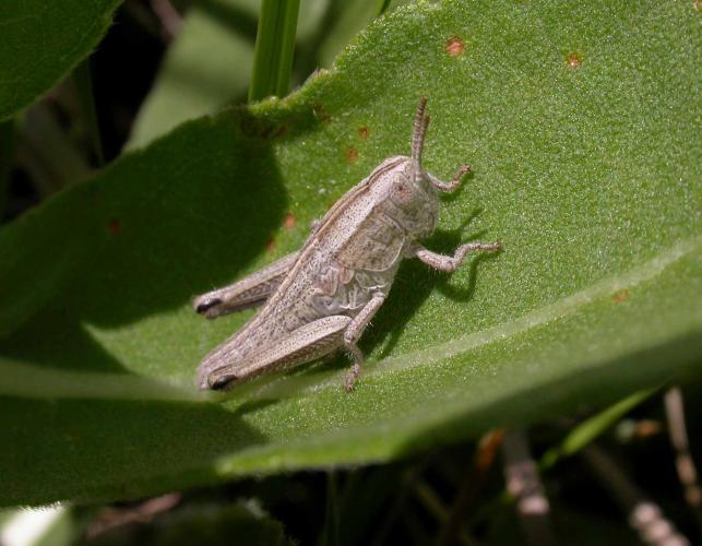 Gray-colored juvenile short-horned grasshopper, unknown species, at Friendly Prairie